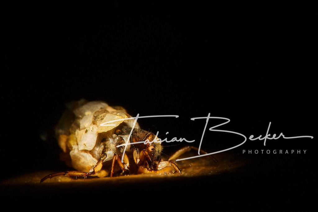 Baumeister auf Wanderschaft | Einzigartige Wandbilder von faszinierenden Unterwasserwelten. Exklusive Kunst für Empfangsbereiche, Wohnraum oder Wartezimmer. - Realisiert mit Pictrs.com