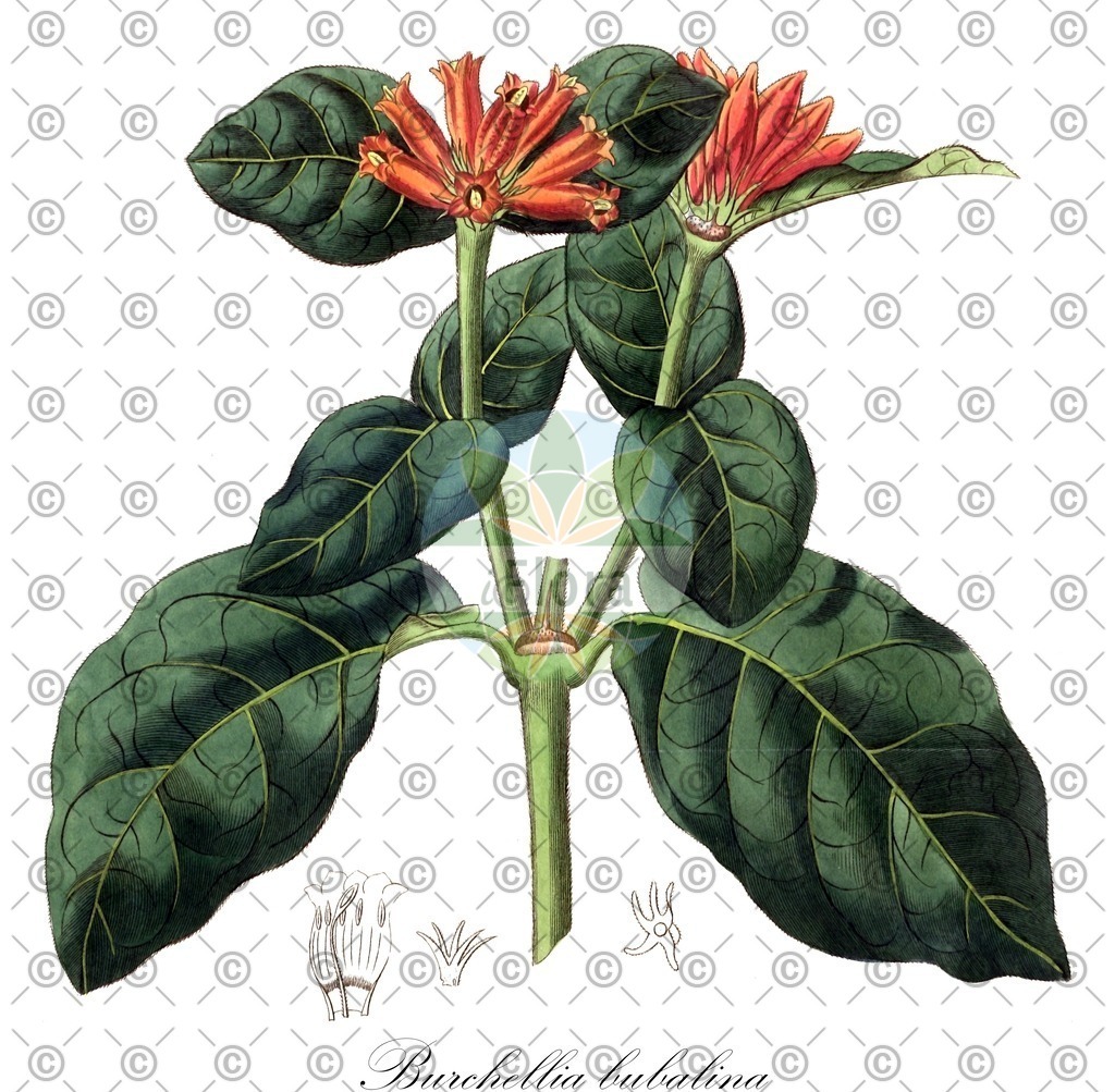 HistAbb_wfo-0000685120_1_ENZY_Simple | Historische Abbildung von Burchellia bubalina - Rubiaceae | Historical Illustration of Burchellia bubalina - Rubiaceae
