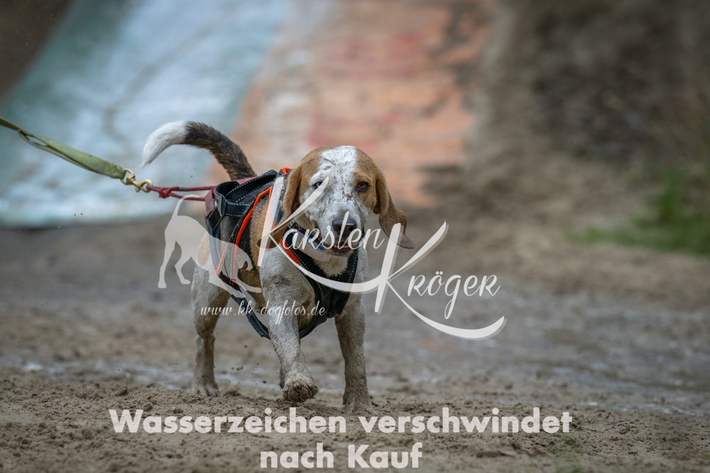 1605_ZZ90275-Bearbeitet | kk-dogfotos