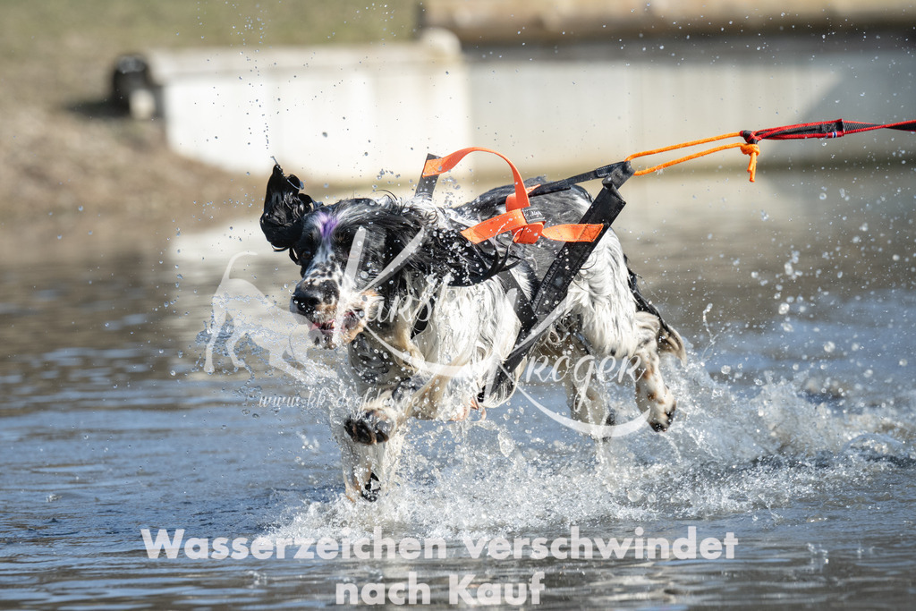 1342_ZZ98003 | kk-dogfotos