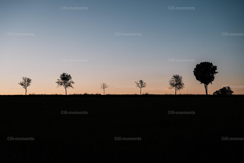 Unterschiedlichkeit | Verschiedene Bäume in einer Reihe – groß, klein, dick, dünn, mit vielen oder wenigen Blättern – vereint unter demselben Sonnenuntergang. Ein Symbol für Vielfalt und Gemeinsamkeit, perfekt als Kunstdruck für inspirierende Raumgestaltungen. - Realisiert mit Pictrs.com