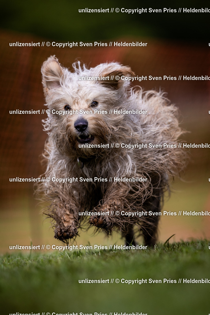 Sven Pries | 2024-04-21 - Hunderennen Baden-Oos
Foto: Sven Pries - Realisiert mit Pictrs.com