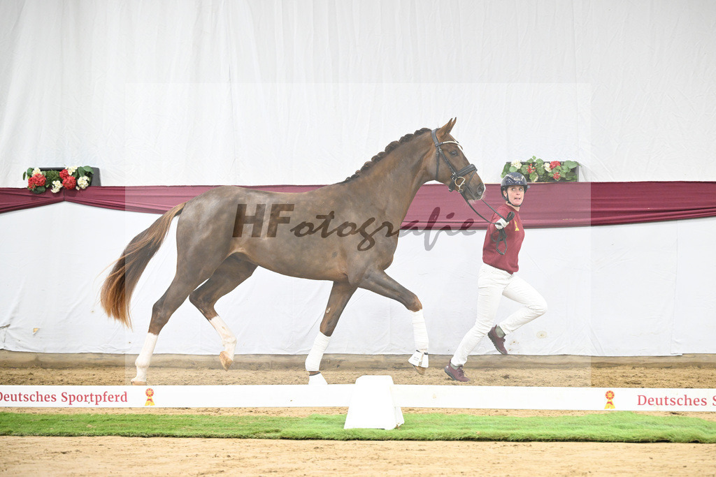 Kat-Nr. 113 Benicio x Floriscount_Galneder Zuchthof GbR_47253733 | hf-fotografie - Realisiert mit Pictrs.com