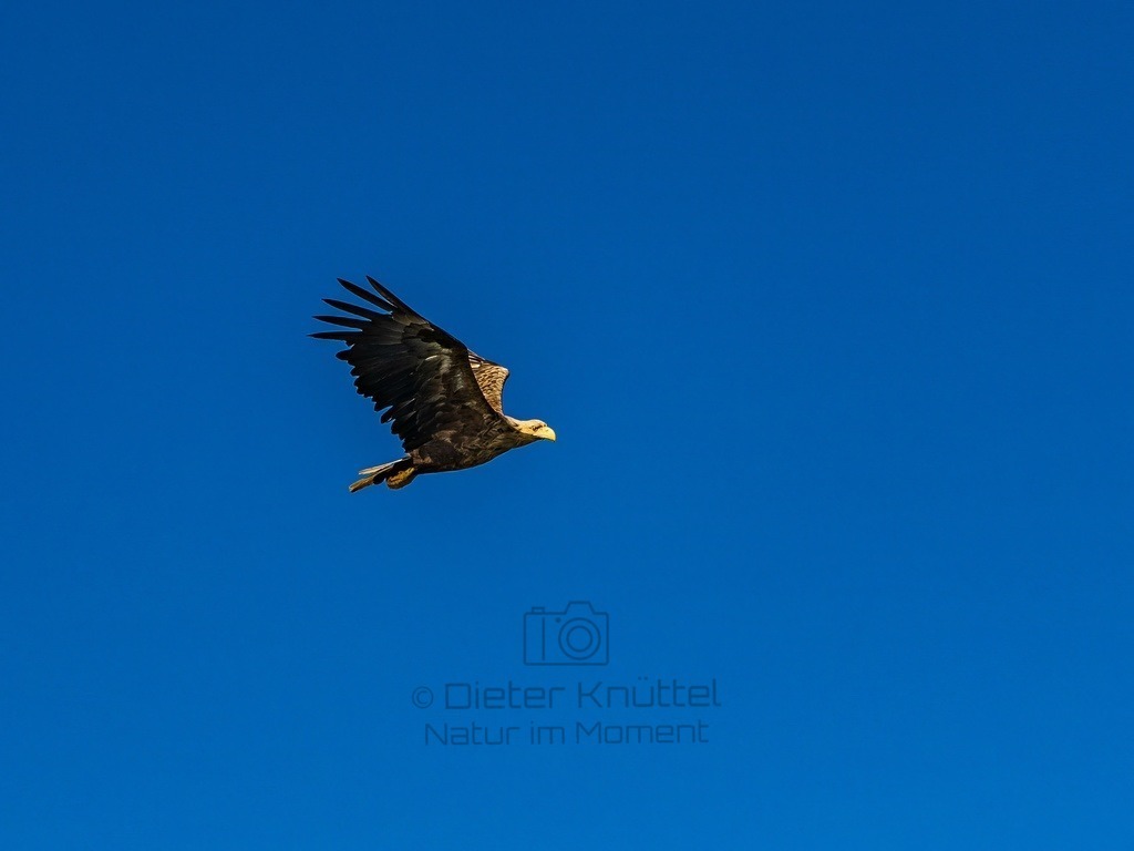 P1001591-LR-topaz-enhance | Natur im Moment - Realisiert mit Pictrs.com