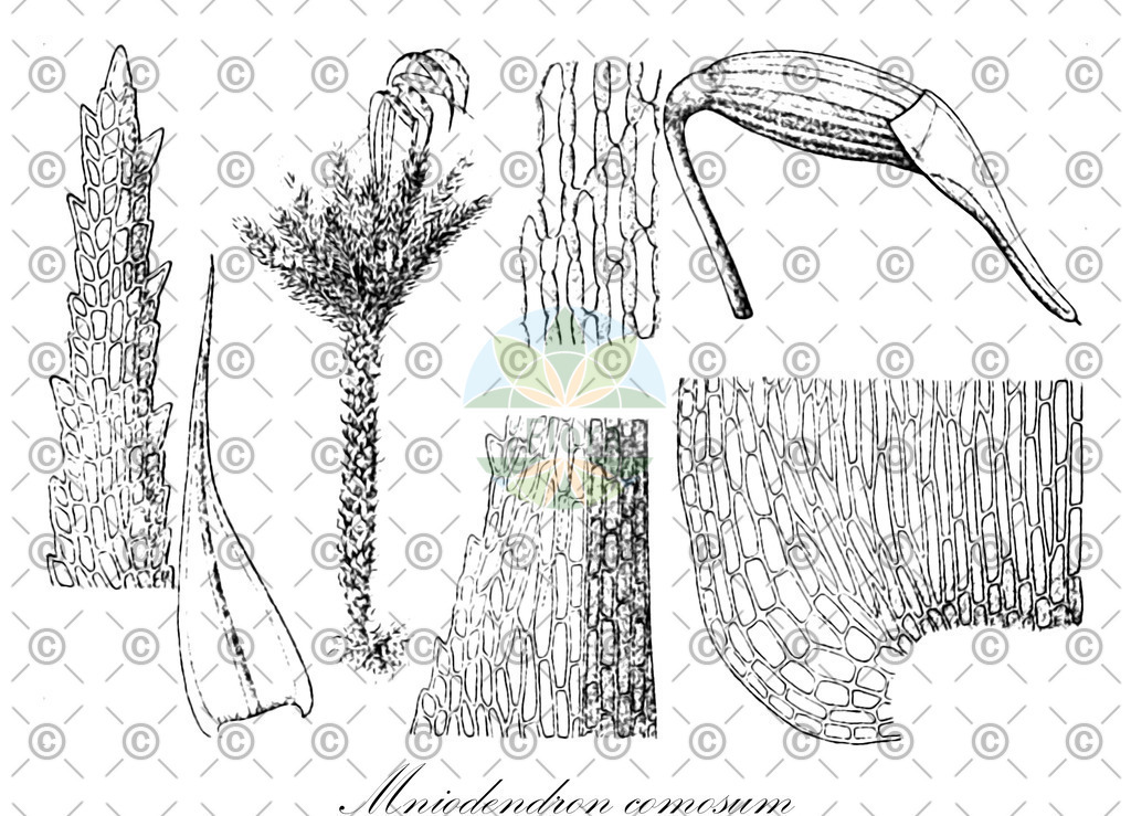 HistAbb_wfo-0001187429_1_ENZY_Simple | Historische Abbildung von Mniodendron comosum - Spiridentaceae | Historical Illustration of Mniodendron comosum - Spiridentaceae