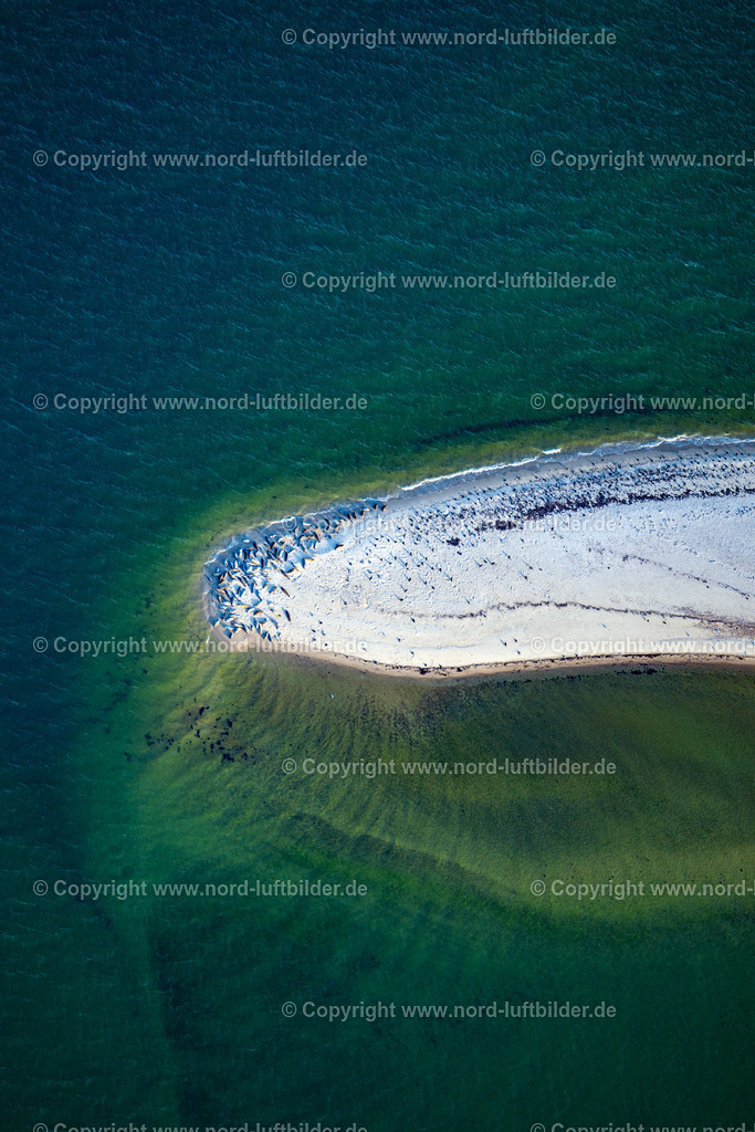 Sylt_List_Robben_Uthörn_Spitze_ELS_7219130825 | LIST 13.08.2025 Sandstrand- Landschaft des Uthörn mit einer Herde von Seehunden entlang des Küsten- Verlaufes der Nordsee in List auf der Insel Sylt im Bundesland Schleswig-Holstein, Deutschland. Weiterführende Informationen bei: Sylt Marketing GmbH. // Sandy beach landscape of the Uthoern with a herd of seals along the coast of the North Sea in List on the island of Sylt in the state Schleswig-Holstein, Germany. Further information at: Sylt Marketing GmbH. Foto: Martin Elsen
