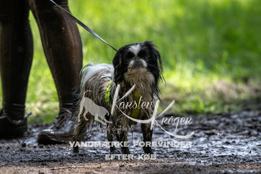 1249_ZZ93695 | kk-dogfotos