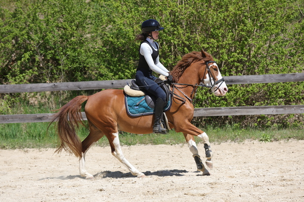 0P6A8853 | Willkommen bei Brunnmayr - Design & Fotografie – Ihrem Spezialisten für Reitturniere und Pferdeveranstaltungen in Oberösterreich, Salzburg und Bayern! Seit über 17 Jahren sind wir leidenschaftlich dabei.