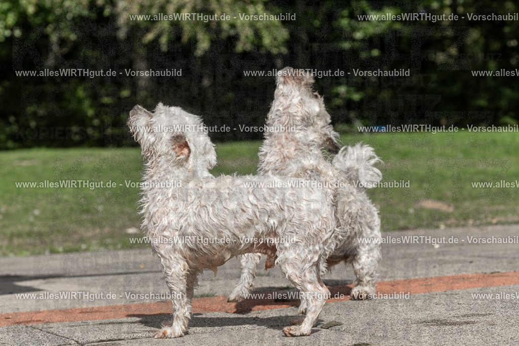Hundeschwimmen_Volksbad_2026-allesWIRTHgut_Tierfotografie-2609061519-FAY07182 | Professionelle Tierfotografie in Mönchengladbach von Daniel Wirth (allesWIRTHgut). Liebevolle & natürliche Bilder von Hunden & Katzen für unvergessliche Erinnerungen.