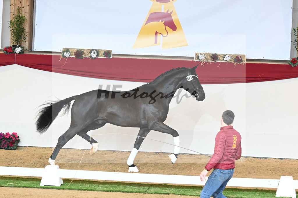 Kat-Nr. 71 Toto jr_Winklmaier_1230394 | hf-fotografie - Realisiert mit Pictrs.com