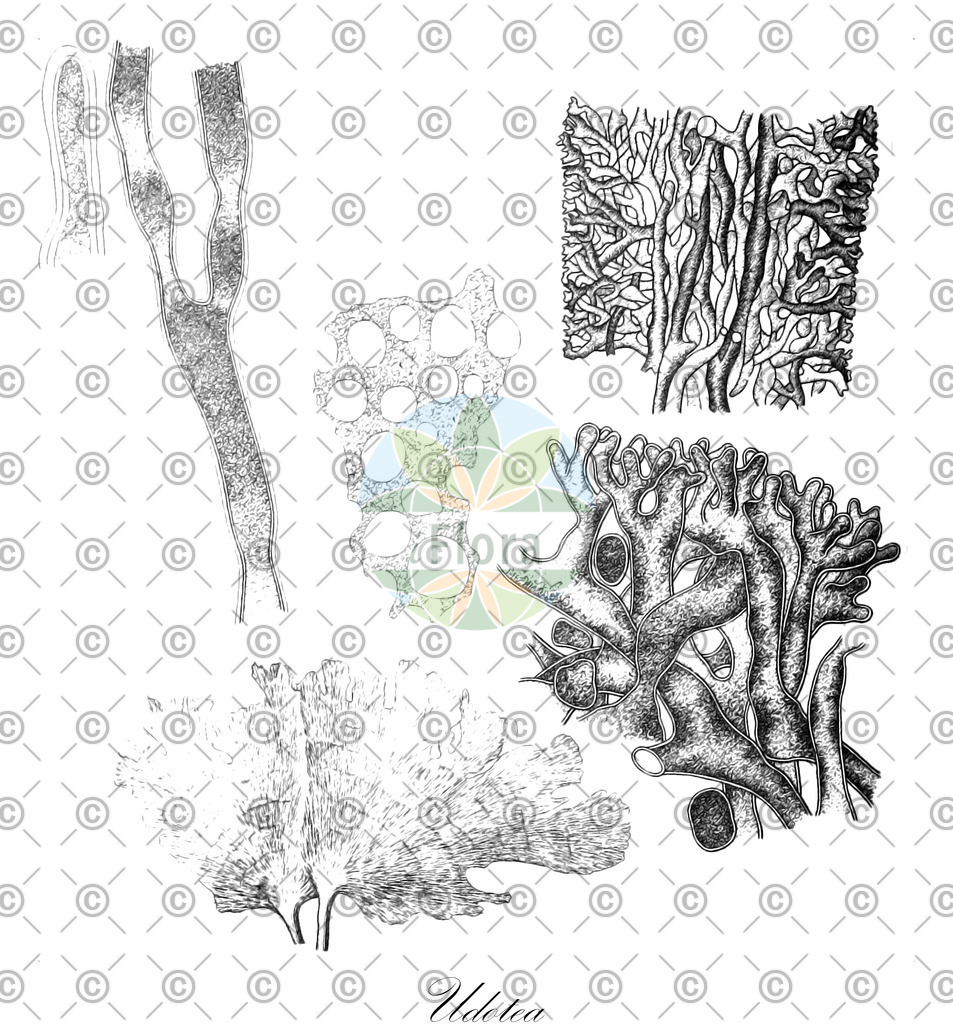 HistAbb_wfo-0000329147_1_ENZY_Simple | Historische Abbildung von Udotea - Udoteaceae (0) | Historical Illustration of Udotea - Udoteaceae (0)