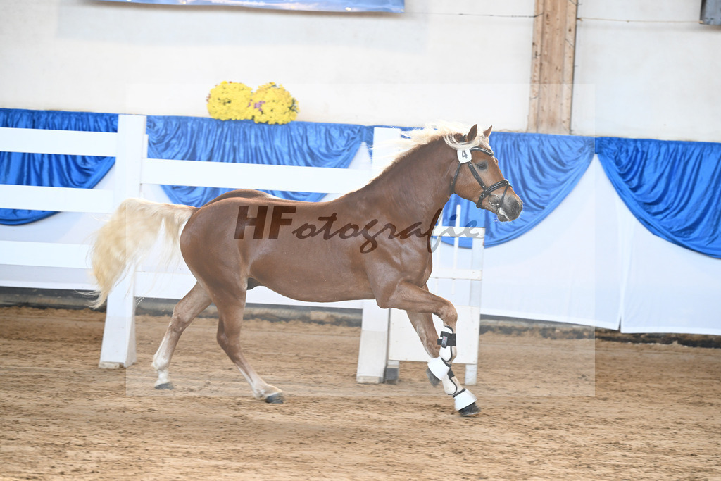 Kat-Nr. 4 nn v. Starkwind_Hoernlein_48250074 | hf-fotografie - Realisiert mit Pictrs.com