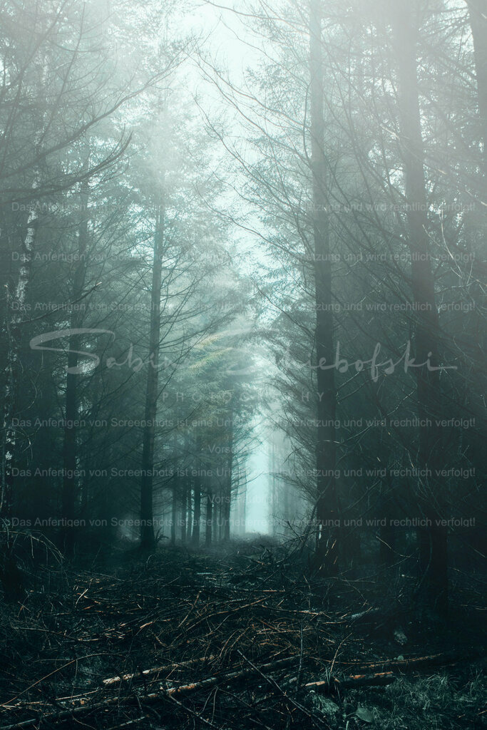 Wandbild Herbstnebel im Wald | People- und Tierfotografie, Imageaufnahmen, Veranstaltungsfotografie und Wandbilder aus der Natur ★ Made in Germany ✔️ Druck + Downloads ✔️ Naturfotografie in Top Qualität ★ schneller Versand, weltweite Lieferung! - Realisiert mit Pictrs.com