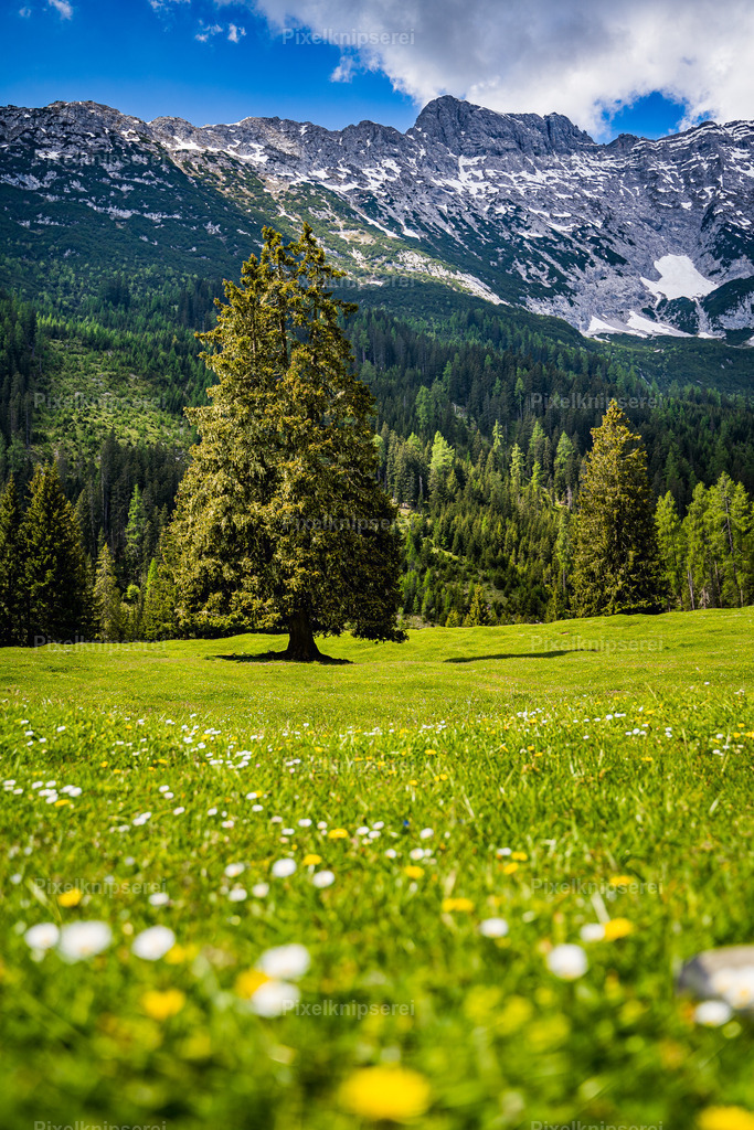 Gaistal | Fotograf Tirol Imst Pixelknipserei - Realisiert mit Pictrs.com
