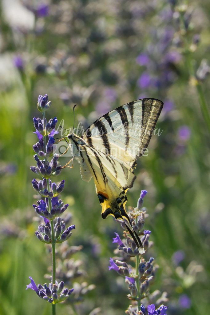 Schwalbenschwanzfalter auf dem Lavendel | Der Onlineshop für malerische Fotografien aus dem Landkreis Vechta✅ Premium Druck auf Leinwand✅ Acryl✅ oder Alu-Dibond✅➤Jetzt Bestellen! - Realisiert mit Pictrs.com
