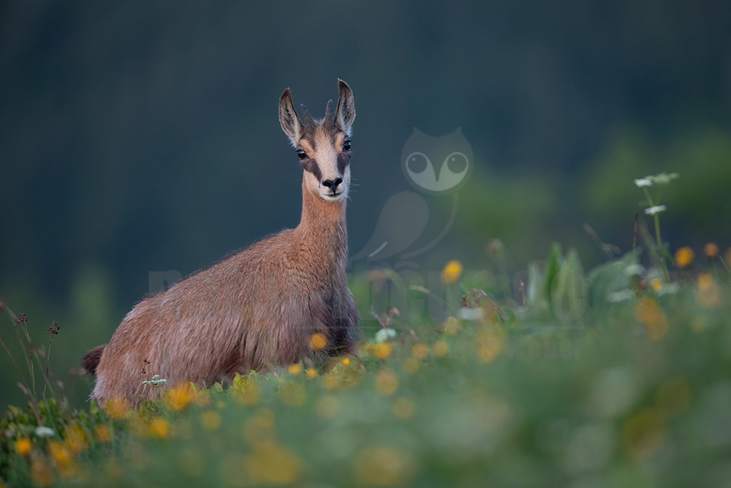 20130704213029-4 | Die Gemse ( Rupicapra rupicapra ) ist ein Huftier, das dank seiner aussergewöhnlichen Anpassungsfähigkeit den extremen Lebensbedingungen im Gebirge gewachsen ist. Die Gemse vereint auf eindrückliche Art Widerstandskraft, Gewandtheit und Robustheit. Während sie früher in die schwer zugänglichen Gebirgsmassive zurückgedrängt wurde, ist sie heute in Wäldern mittlerer Höhe und gar in tiefen Lagen stark verbreitet. - Realisiert mit Pictrs.com