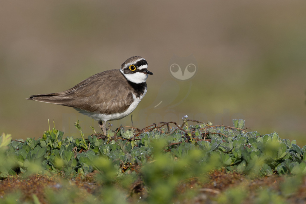 20220428071102-3 | Der Bildershop von www.natur-focus.de bietet ihnen den einfachen Kauf von Bildmaterial per Download aus allen Bereichen der Natur. In den Galerien finden sie Landschaftsfotos, Tierbilder und natürlich auf Pflanzenfotos. - Realisiert mit Pictrs.com