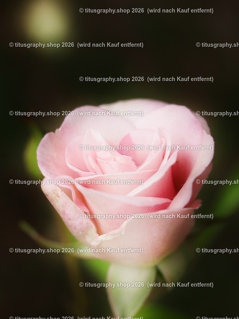 P6080373-titusgraphy-vz-2 | Fotokunstarbeit aus der INSTAGRAM-Gallerie auf titusgraphy.eu - Realisiert mit Pictrs.com