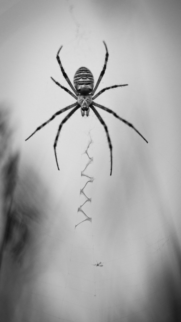 DSC_1950 | kaefersammler_roy - Realisiert mit Pictrs.com