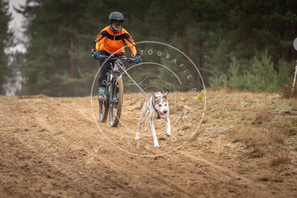 Pfotenfotografie_DV3A3625 | Hundefotografie, Tierfotograf, Pfotenfotografie, Fotoshooting Hund, Hunde Portrait, Hundesport, Hundeportraits, Heideshooting, Hunde, Sportfotograf, Hundefotograf, Turnierhundsport, THS,  - Realisiert mit Pictrs.com
