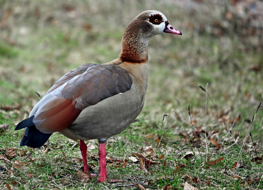 Nilgans | lucisnaturbilder - Realisiert mit Pictrs.com