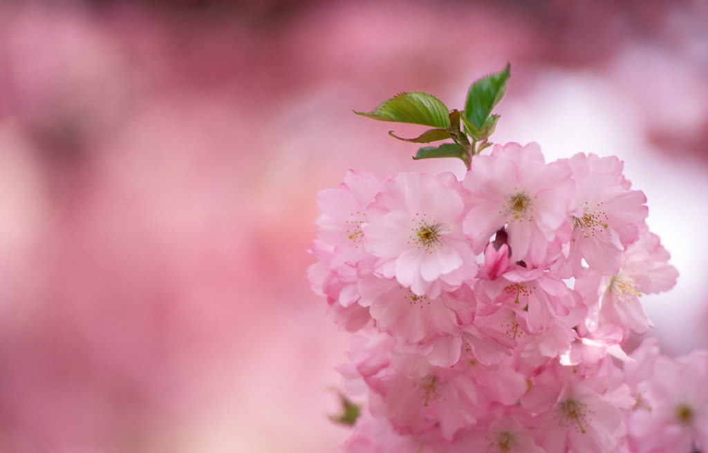 Zierkirsche | Austria - May 08, 2006: Zierkirsche. - Realisiert mit Pictrs.com
