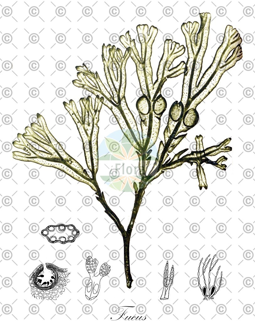 HistAbb_wfo-0000426224_1_ENZY_Simple | Historische Abbildung von Fucus - Fucaceae (0) | Historical Illustration of Fucus - Fucaceae (0)