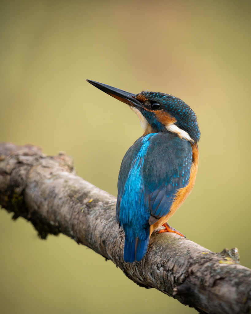 DSC_7667-Bearbeitet | Ich bin Fotograf aus Neuburg an der Donau und spezialisiere mich auf Wildlife-Fotografie, Landschaftsaufnahmen und Portraits.Ob Hochzeit, Familienbilder oder Naturaufnahmen – ich fange echte Momente ein, die bleiben. 