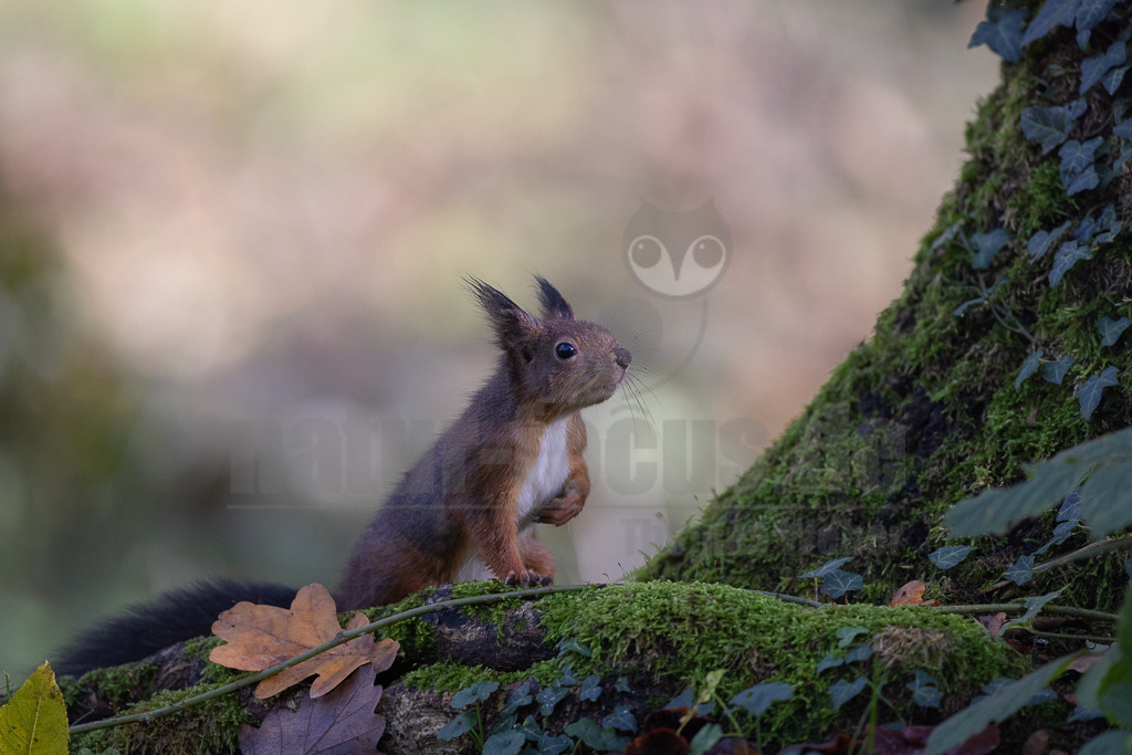 20231112121508-2 | Eurasische Eichhörnchen (Sciurus vulgaris) leben in Nadel-, Laub- und Mischwäldern mit alten Baumbeständen und sind fast in ganz Europa verbreitet. In Deutschland und vielen anderen Ländern haben sie sich auch städtische Lebensräume erschlossen. Sie halten sich gern in der Nähe von Menschen auf und sind in Gärten und Parks zu finden, solange es dort genügend Nahrung und Unterschlupf gibt. - Realisiert mit Pictrs.com