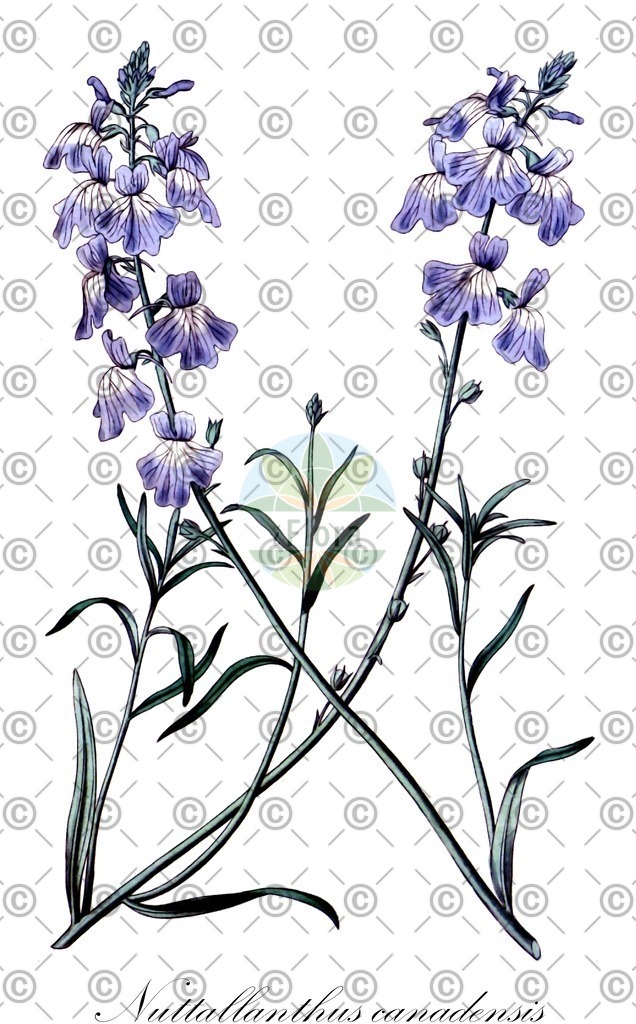 HistAbb_wfo-0000797428_1_ENZY_Simple | Historische Abbildung von Nuttallanthus canadensis - Plantaginaceae | Historical Illustration of Nuttallanthus canadensis - Plantaginaceae (canada toadflax)