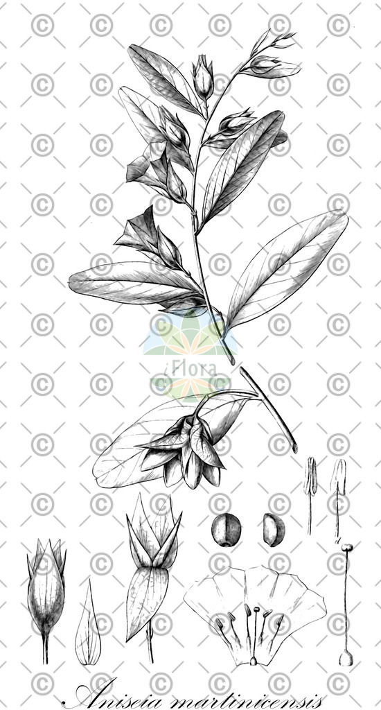 HistAbb_wfo-0000847888_1_ENZY_Simple | Historische Abbildung von Aniseia martinicensis - Convolvulaceae | Historical Illustration of Aniseia martinicensis - Convolvulaceae