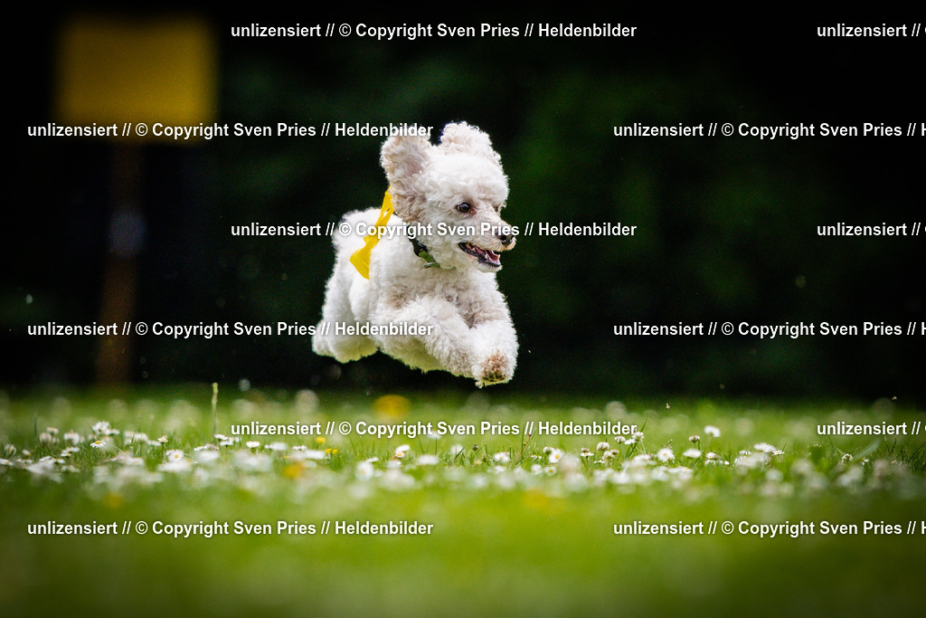 Sven Pries | 2025-05-29 - Pudelrennen KA-Durlach - Realisiert mit Pictrs.com