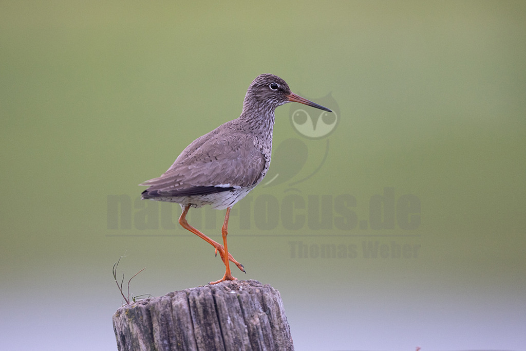 R5NF6381-20230521 | Der Rotschenkel ist eine Vogelart aus der Familie der Schnepfenvögel. Er ist ein Brutvogel über weite Bereiche Eurasiens. Zu seinem Lebensraum gehören die mediterrane bis boreale Zone, und er kommt in Asien auch in Steppen- und Wüstengebieten vor. - Realisiert mit Pictrs.com