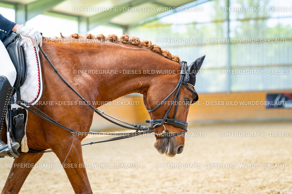 DSC08909 | Pferdegrafie