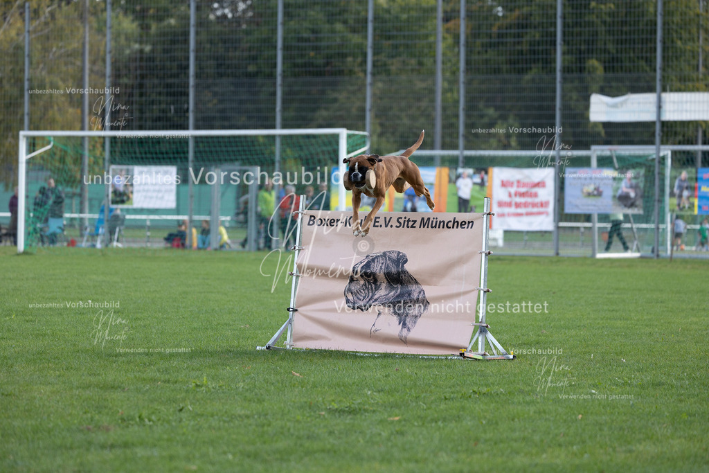 _16A5618 | Einzigartige Fotos von Hunden & Menschen –Actionfotos, Portraits, Vereinsaufnahmen & Paarshootings – authentisch, lebendig & mit Herz.