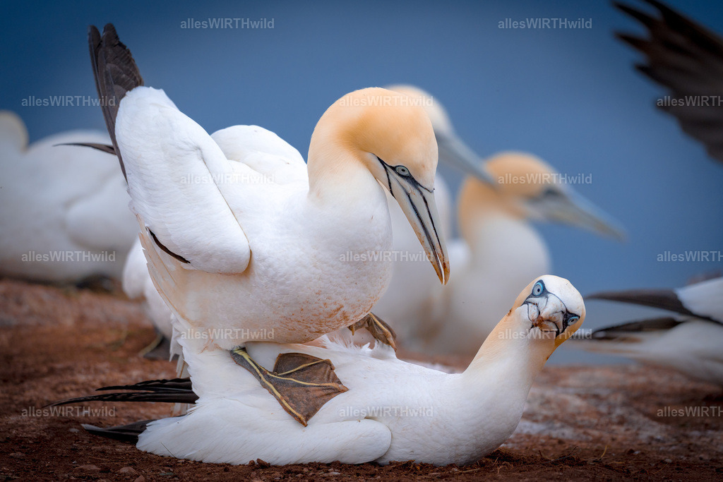 allesWIRTHwild.de - 7IV03211 | Entdecke die faszinierende Welt der Natur- und Wildlife-Fotografie von Daniel und Bärbel. Inspirierende Bilder von wilden Tieren und kleinen Naturwundern.