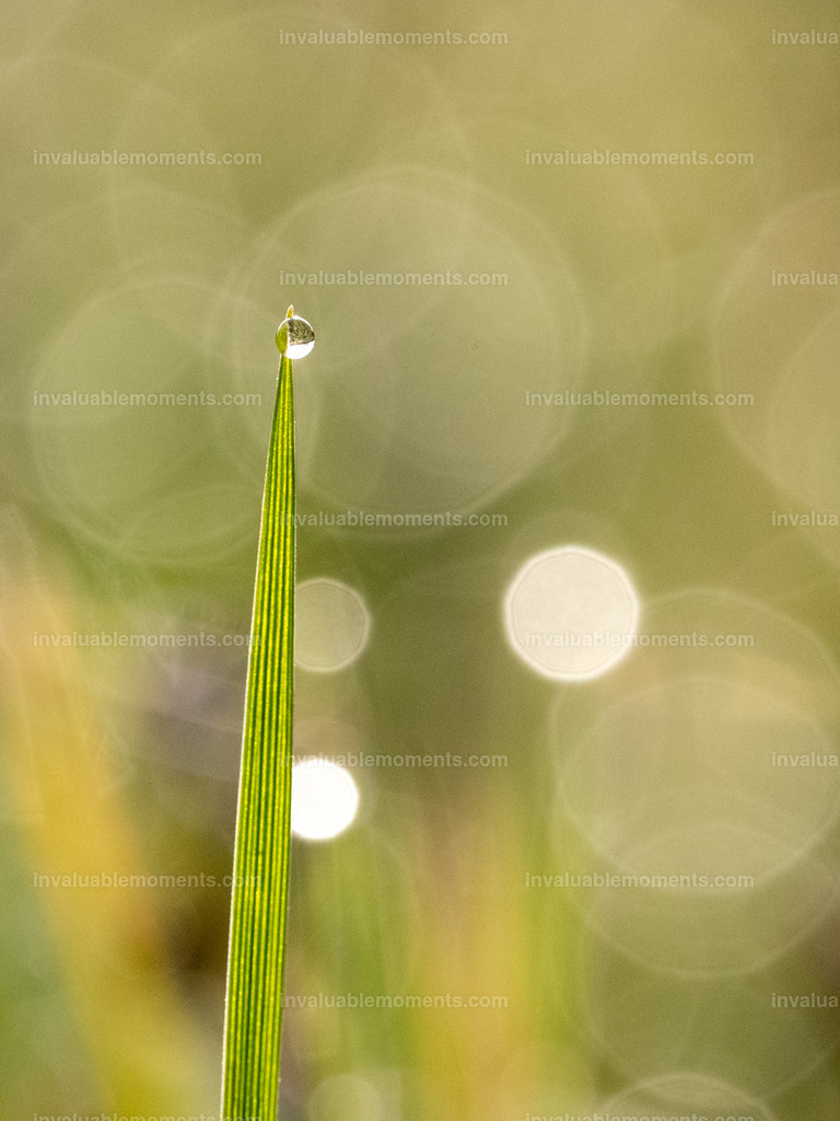 DSC_2870 | invaluablemoments.com - Realisiert mit Pictrs.com