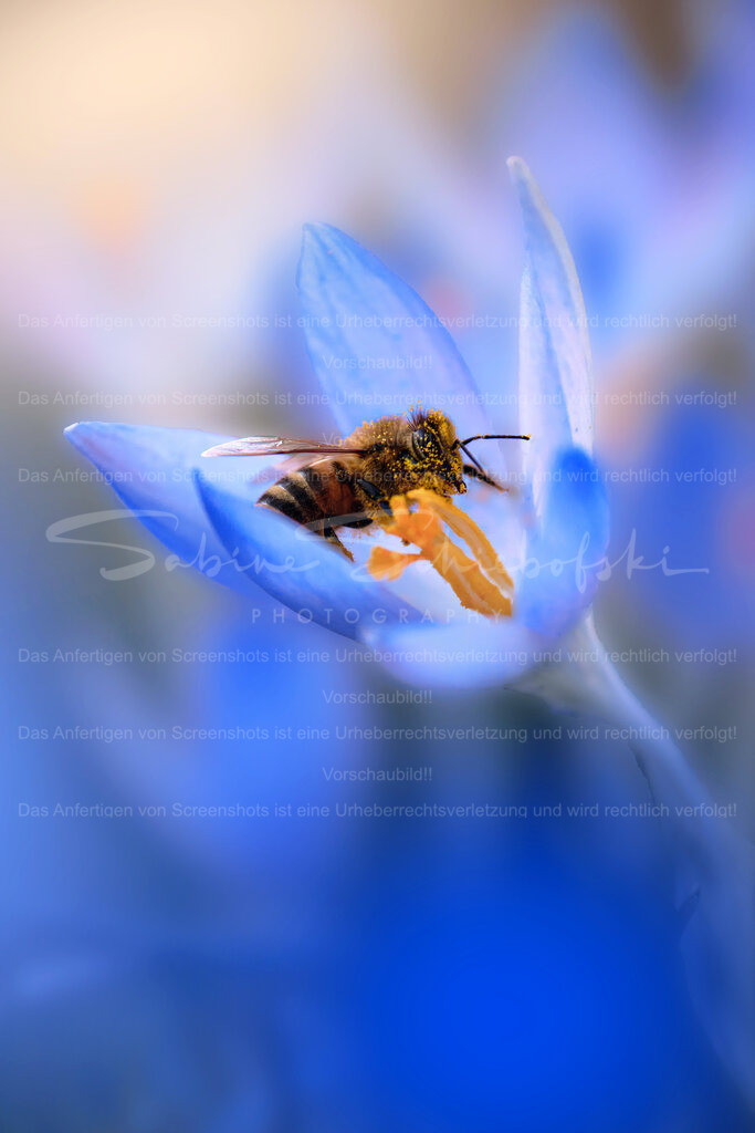 Wandbild Krokus mit Biene | Exklusive Naturfotografie für stilvolle Wanddekoration ★ Premium Wandbilder Made in Germany ✔️ FineArt Drucke & Downloads ✔️ Brillante Farben, höchste Qualität & weltweiter Versand ✔️ - Realisiert mit Pictrs.com