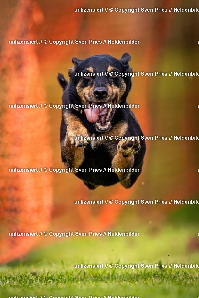 Sven Pries | 2024-09-22 - Hunderennen Baden-BadenPudelverein - Realisiert mit Pictrs.com