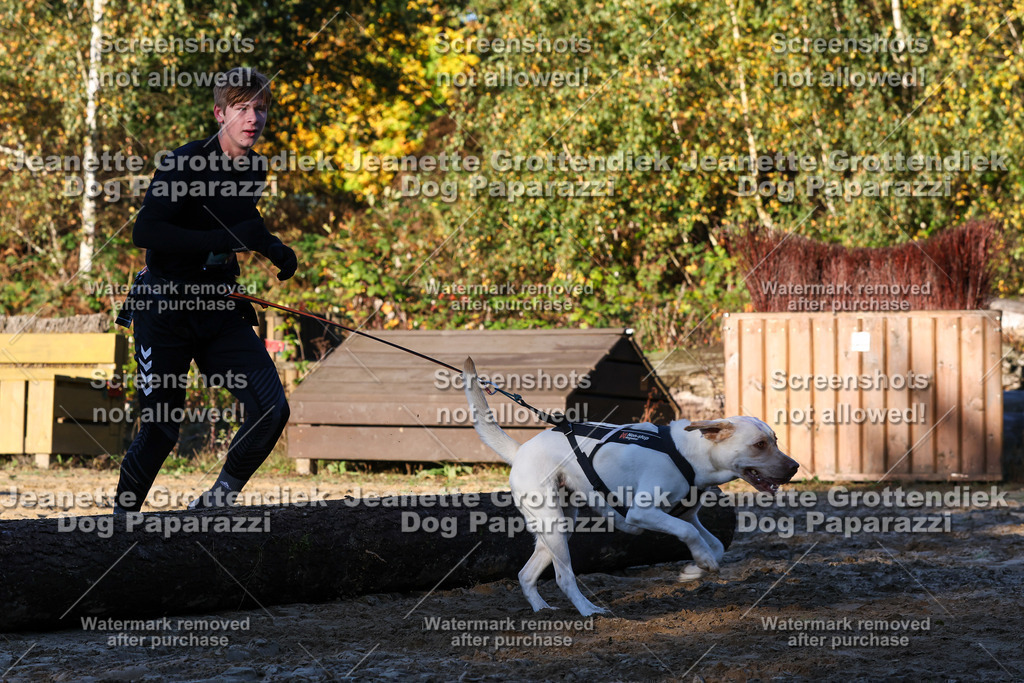 Dog Paparazzi - Strongdog 10-25-982 | Dog Paparazzi Jeanette Grottendiek Fotografie & Videografie - Realisiert mit Pictrs.com