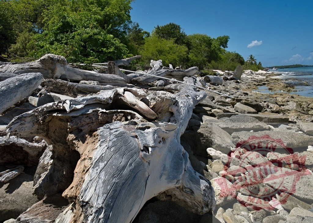 Weathered driftwood piled on a tropical Caribbean beach | Large pieces of natural driftwood lie on a rocky Caribbean seashore under a blue sky - Realisiert mit Pictrs.com