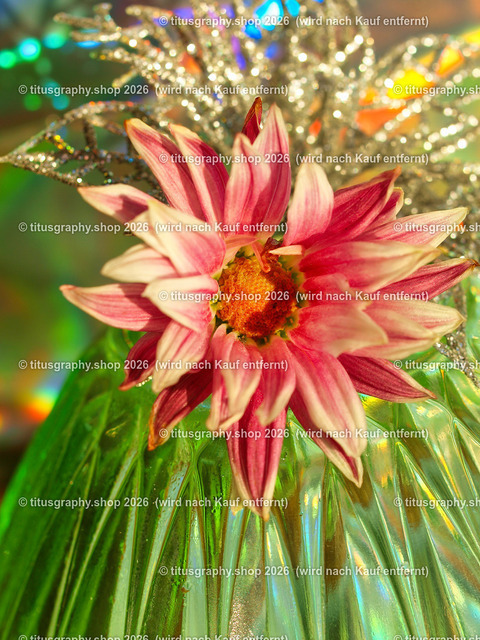 titusgraphy_PB181125-vz-ln | titusgraphy-shop: Geschenkideen mit Qualitätsfotos. titusgraphy-shop: gift ideas with quality photos. titusgraphy-shop: idées cadeaux avec photos de qualité.  - Realisiert mit Pictrs.com