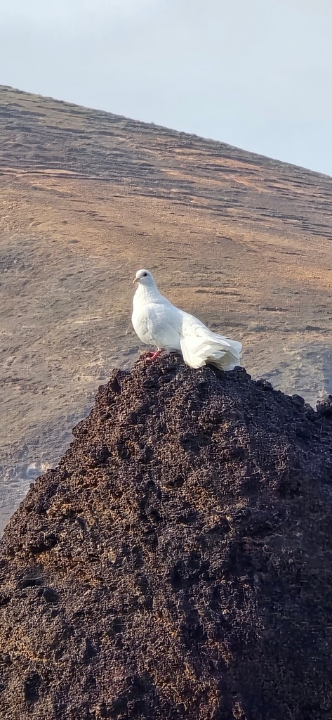 20241205_160718 | Heilkarten - Realisiert mit Pictrs.com