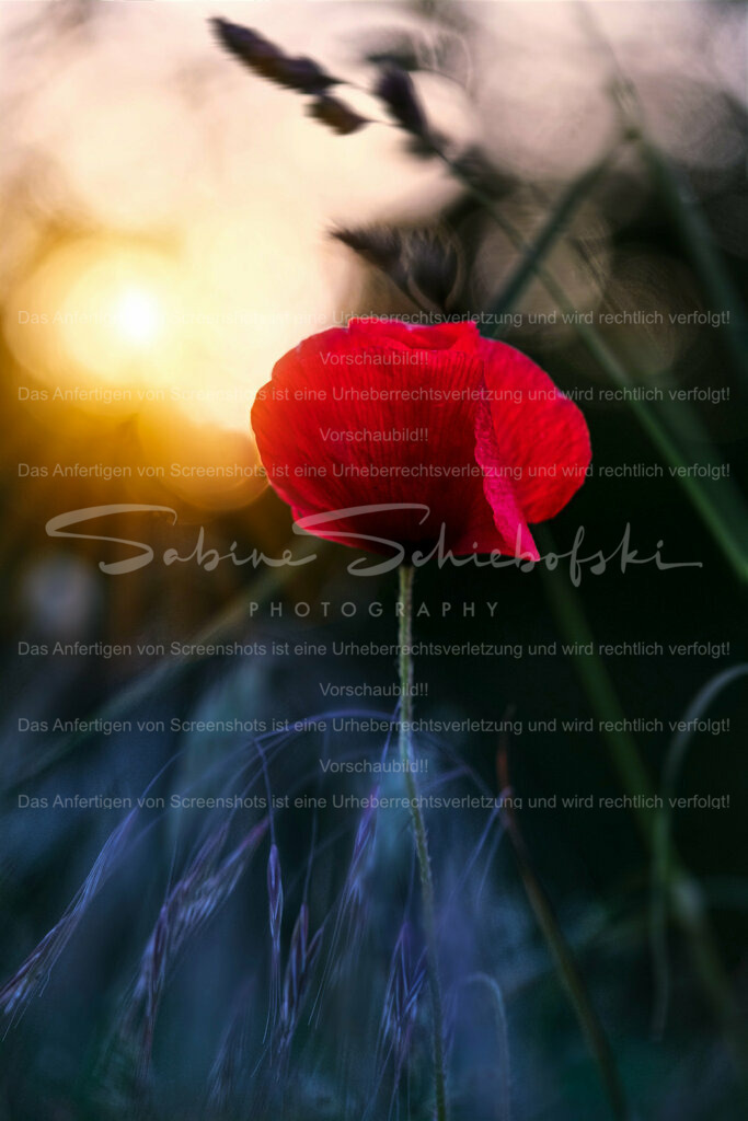 Wandbild Mohn im Sonnenuntergang | Das Licht des Sonnenuntergangs lässt das Rot leuchten. - Realisiert mit Pictrs.com