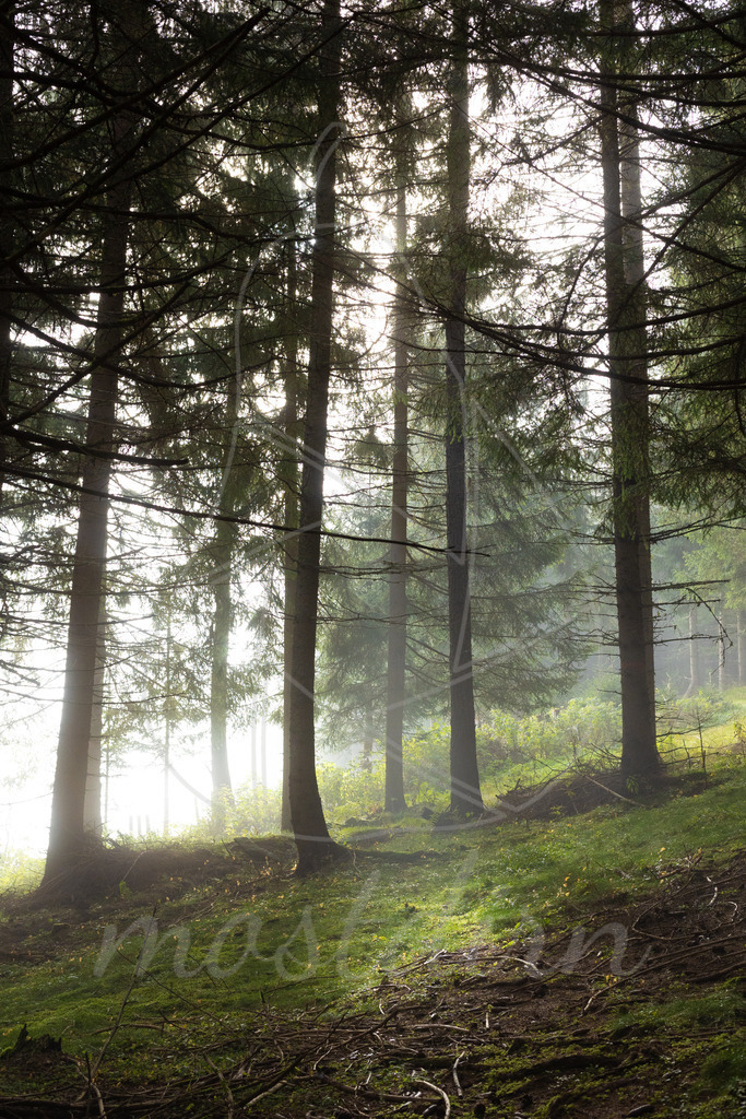 Waldspaziergang | Bei Veröffentlichung des Bildes ist eine Namensnennung wie folgt erforderlich: 
Foto: Mostdirn Irmgard Wieser - Realisiert mit Pictrs.com