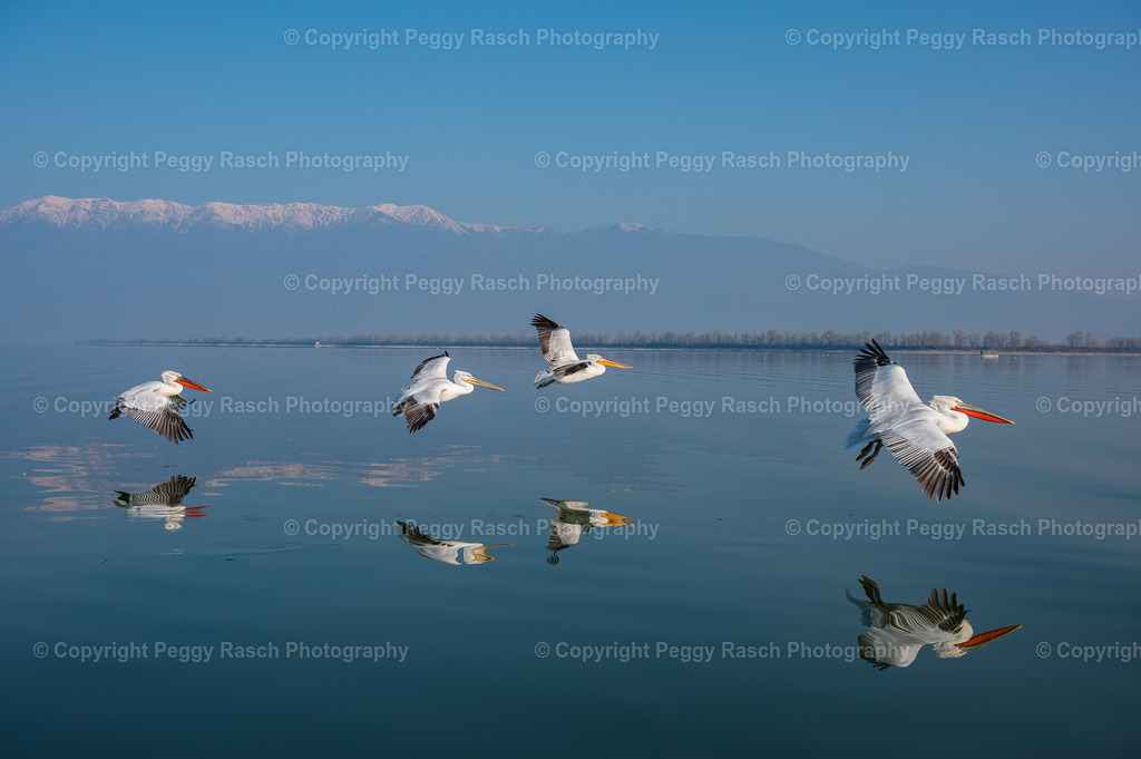 Pelikane (13) | PeggyRaschPhotography - Realisiert mit Pictrs.com