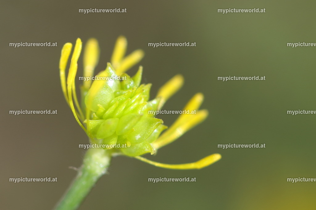 Scharfer Hahnenfuß-008 | Das Bilderarchiv über Tiere, Planzen und Landschaften. In der Bilddatenbank finden Sie ein große Auswahl an hochwertigen Bilder für Ihre Werbung - Realisiert mit Pictrs.com