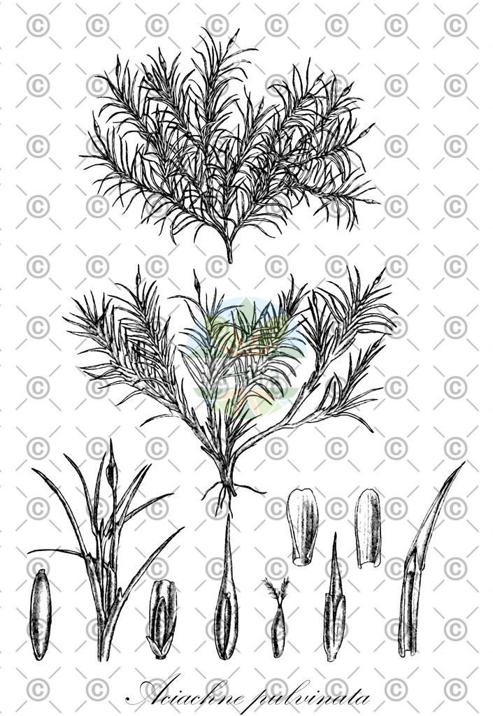 HistAbb_wfo-0000841342_1_ENZY_Simple | Historische Abbildung von Aciachne pulvinata - Poaceae | Historical Illustration of Aciachne pulvinata - Poaceae