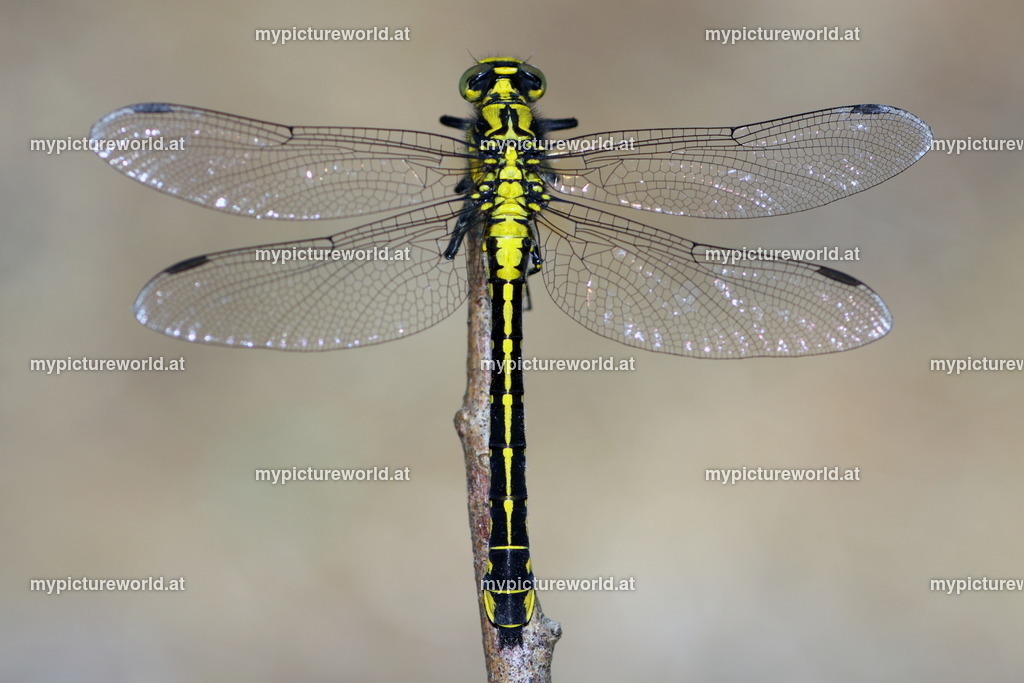 Gemeine Keiljungfer-002 | Das Bilderarchiv über Tiere, Planzen und Landschaften. In der Bilddatenbank finden Sie ein große Auswahl an hochwertigen Bilder für Ihre Werbung - Realisiert mit Pictrs.com