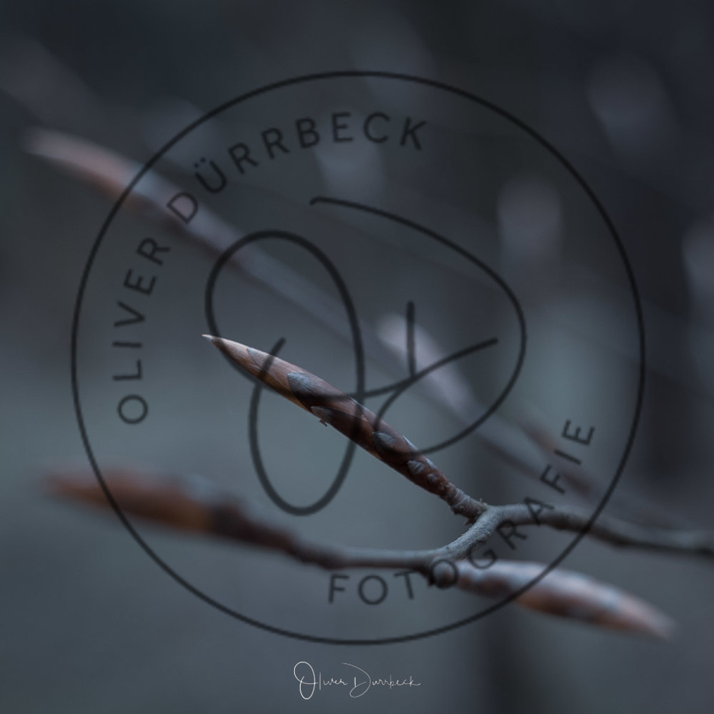 natur-pflanzen-28 | Shop für Kindergartenfotografie und andere Fotoprodukte von Oliver Dürrbeck Fotografie. - Realisiert mit Pictrs.com